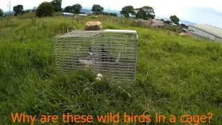Larsen Trap