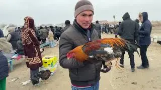 18-ЯНВАР/2026/ШЫМБАЙ ТАУЫК БАЗАРЫ/ДЕМ БЕРМЕС