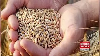 US Department of Agriculture Warns of decrease in global wheat production next year