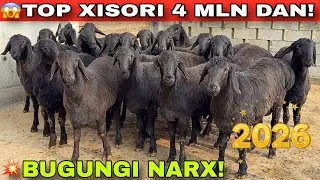 🔥 BUGUN KELDI! 4 MLN DAN TOP XISORI QO‘CHQORLAR | CHORVA GOLD