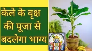 गुरुवार को कैसे केले के पौधे की पूजा करें और कैसे लाभ प्राप्त हो।केले का पौधा घर में लगाये या नहीं ।