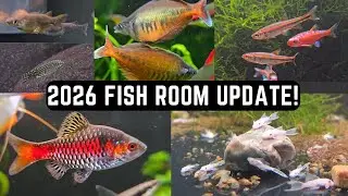 2026 FISH ROOM UPDATE! (LOTS OF BREEDING!) 4K