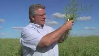 Canola Swathing - Seed Colour Change