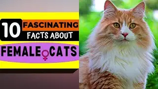 10 Fascinating Facts About Female Cats - Plus One Bonus Fun Fact