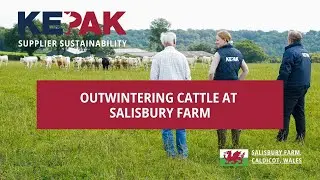 Outwintering Cattle on Salisbury Farm