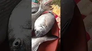 عشاق سمك دوراد 👑🎣🥰🐟#المغرب #صيد #جنوب #سمك #الصيد_بالقصبة