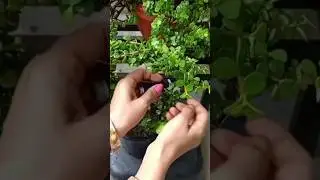 Jade Plant Makeover | Topiary in Minutes! #jade #topiary #diy