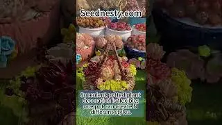 #PlantHack #DesertMagic