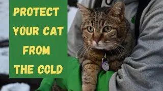 12 ways to keep a cat warm during winter