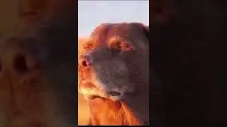 Dog closing his eyes (
