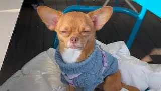 Gucci the Chihuahua in Barcelona Cute Dog Travel Vlog with Goose, Dogs & City Walks