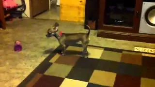 chihuahua spinning fast