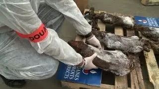 France seizes illegal African meat, fish haul