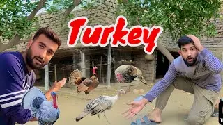 Turkey ka baby beamr ho gya aj 😕(@shehrmaindihat )#petvlog 