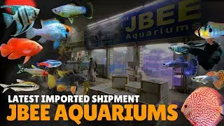 Jbee Aquariums Per Dhamaka Hogaya! 💥 New Fish Stock + Special Bumper Offer - Imran’s World