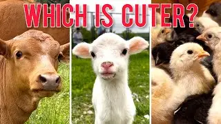 Which Farm Animal Is The CUTEST?