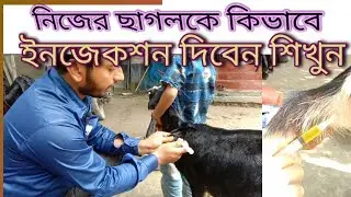 ছাগলের ইনজেকশন দেওয়ার নিয়ম||ছাগলের কিভাবে ইনজেকশন দিতে হবে #Goat_injection#কৃষিচ্যানেল #palli_health