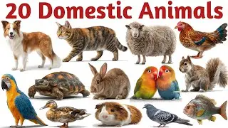 20 Domestic Animals Names for Kids | Learn Farm & Home Animals with Pictures| Kids Educational Video