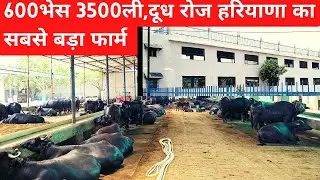 600भेस 3500ली,दूध रोज हरियाणा का सबसे बड़ा तीन मंजिला फार्म largest buffalo dairy farm#dairyfarming#