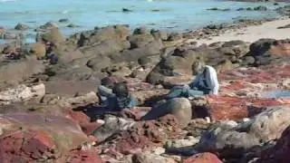Dinosaur Tracking