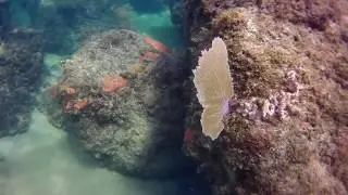 Snorkeling Hollywood Beach Perry Street Rock Pile