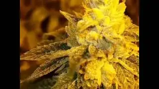 Full Moon Pre Harvest