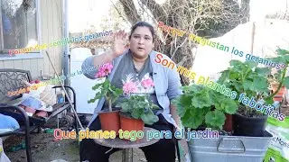 Trasplantando geranios