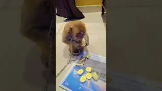 Rubby 🐒 ko sare bhai spot Karo 🩵 #funny #cute #monkey #youtube  #romancing  #bloop #duet