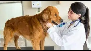 Navigating Pet Healthcare: A Guide to Selecting a Good Veterinarian