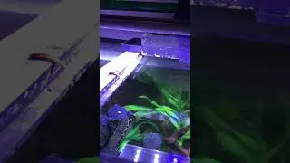 Archer fish hunting prey