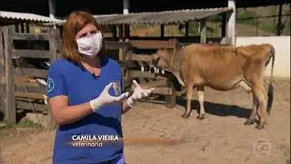 Por que vaca n&atilde;o engorda, mesmo se alimentando bem?