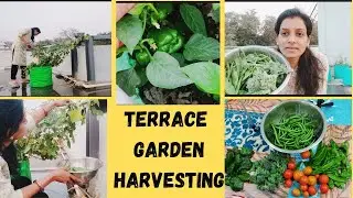 Indian Mom Daily life/Terrace Garden Harvesting/ Vegetables harvesting/ Garden Tour