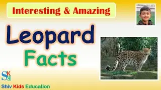 Leopard Facts | Leopard For Kids | Animal facts guide | animal facts website