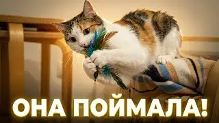 Фешка играет с пёрышками