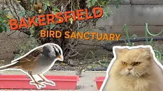White Crowned Sparrows