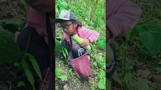 Christy&rsquo;s farm harvest 🌽🥒#Harvest #FarmLife #Corn #Cucumber #Mizoram