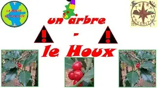 Un arbre - le Houx [Minute Naturaliste #40]