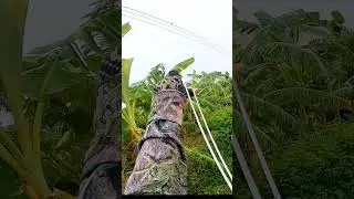 N&aacute; Cao Su Bắn Chim - Slingshot Hunting #banchim #disanbangna #n&aacute;caosu #thinhhanh  #slingshot