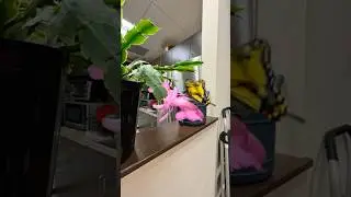 Pink Christmas Flower Cactus Butterfly at my Job 12/17/2025 #cactus #flower