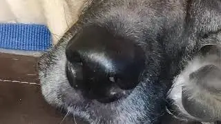 Cute German Shepherd x Boxer shakes paw