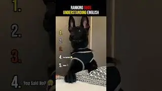 Ranking Dogs That Actually Understand Human Language