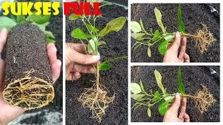 Lemon Tree Cuttings Technique To 100% Work || Orange Cultivation Technique