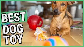 Best Dog Toy | TOP 7 Dog Toys (2021) 🐶 ✅