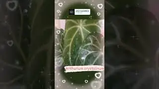 Anthurium Crystalinum 💚💚💚