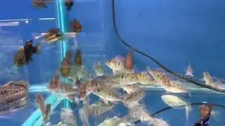 Red-headed tapajos