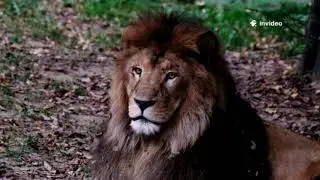 Lions in Ancient Persia