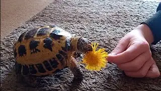 Tilly Tortoise eating a Dandelion #tortoise