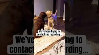 These two labs are absolutely plotting something 🤔😂 #funnydogs #labradors #dogsofyoutube