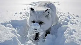 Cute White Arctic Fox 