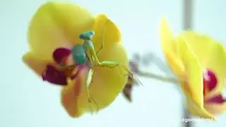 Древесный богомол (Hierodula sp. Vietnam) - BogomolDoma